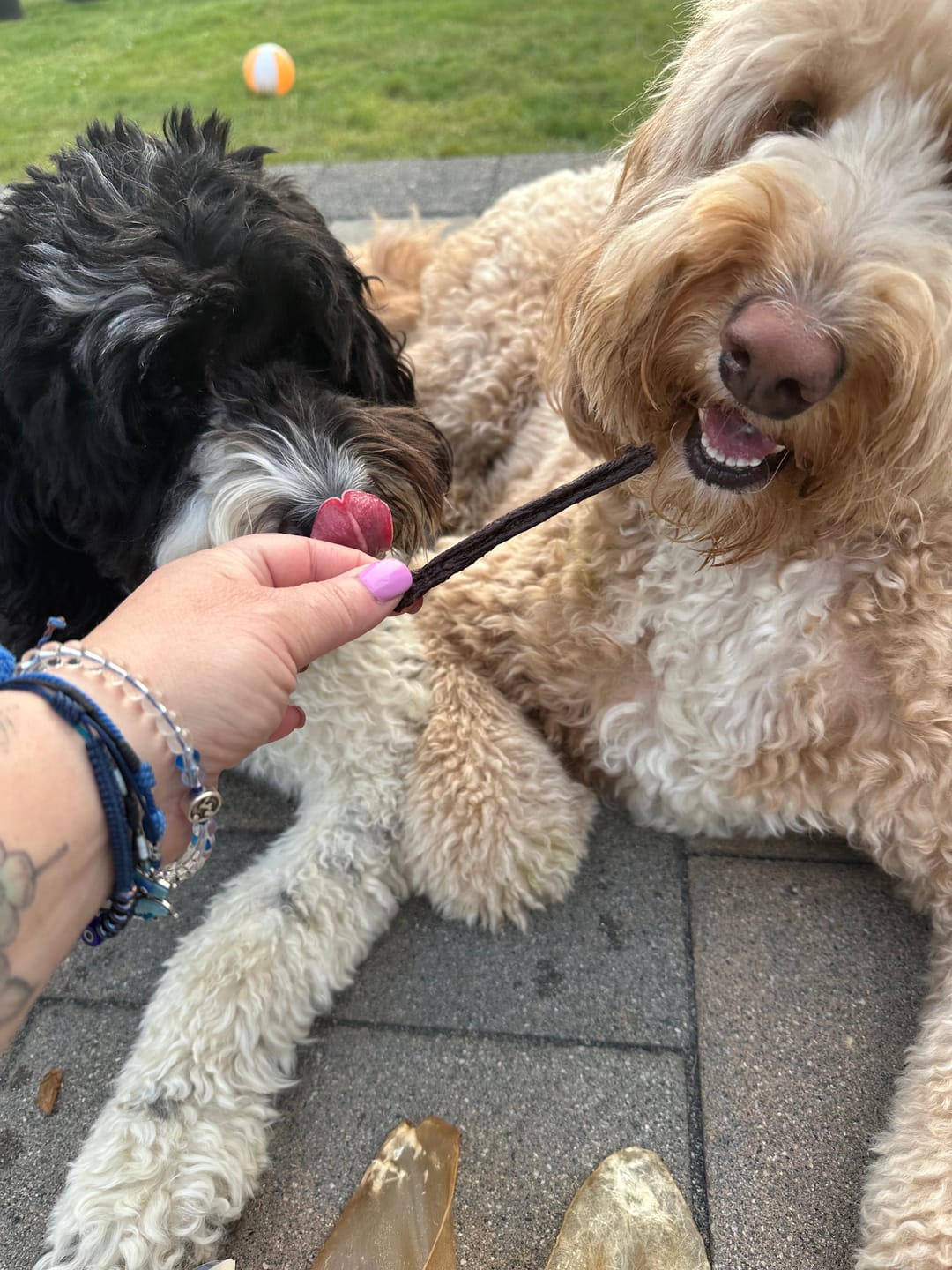 Customer photo review of Dehydrated Beaver Sticks