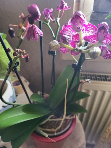 Customer photo review of Große Two of Us Coco Purple Rain mit lila-gefleckten Blüten und 4 Rispen