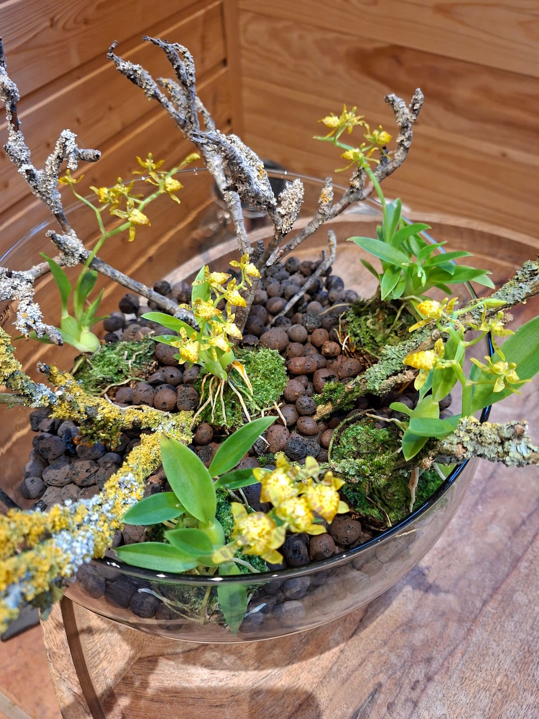 Customer photo review of Mini-Duft-Orchidee Cyrtochilum meirax mit gelben Blüten und 1+ Rispen