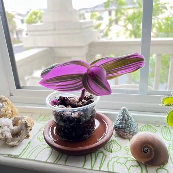 Customer photo review of Rare Tradescantia Nanouk Lilac Plant | Rare Tradescantia Pot | Rare Pink Wandering Jew | Easy care hardy indoor houseplant in a nursery pot