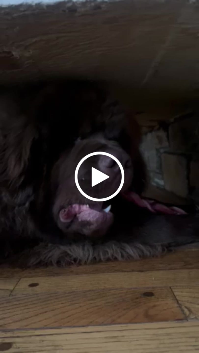 Customer video review of 12 Inch Jumbo Braided Bully Stick