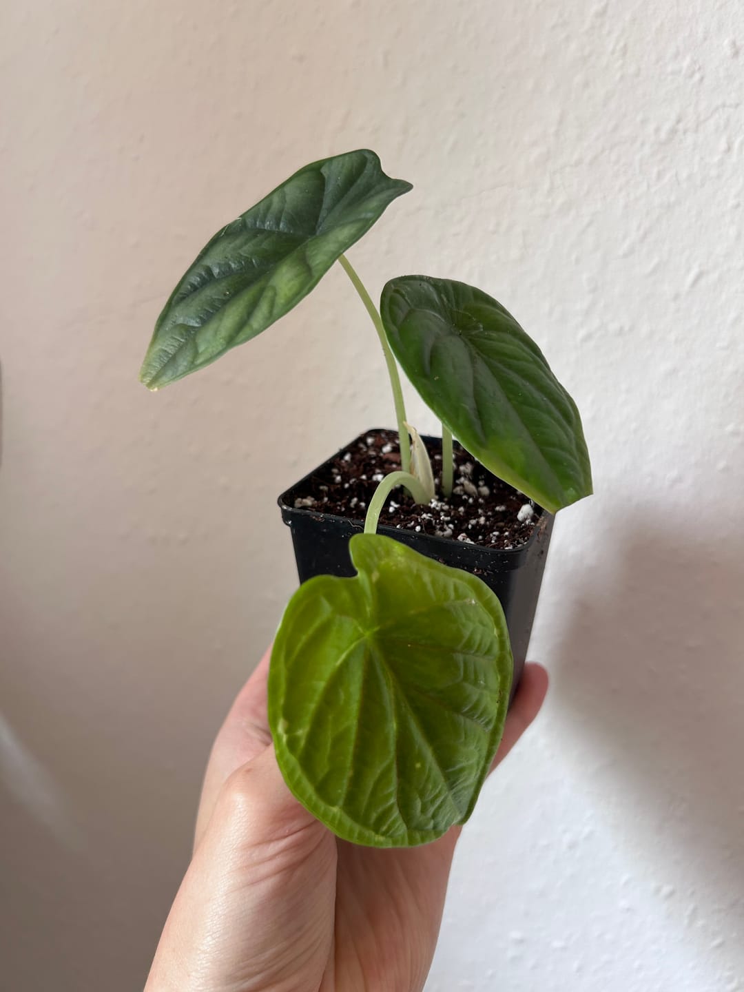 Customer photo review of ALOCASIA DRAGON SCALE