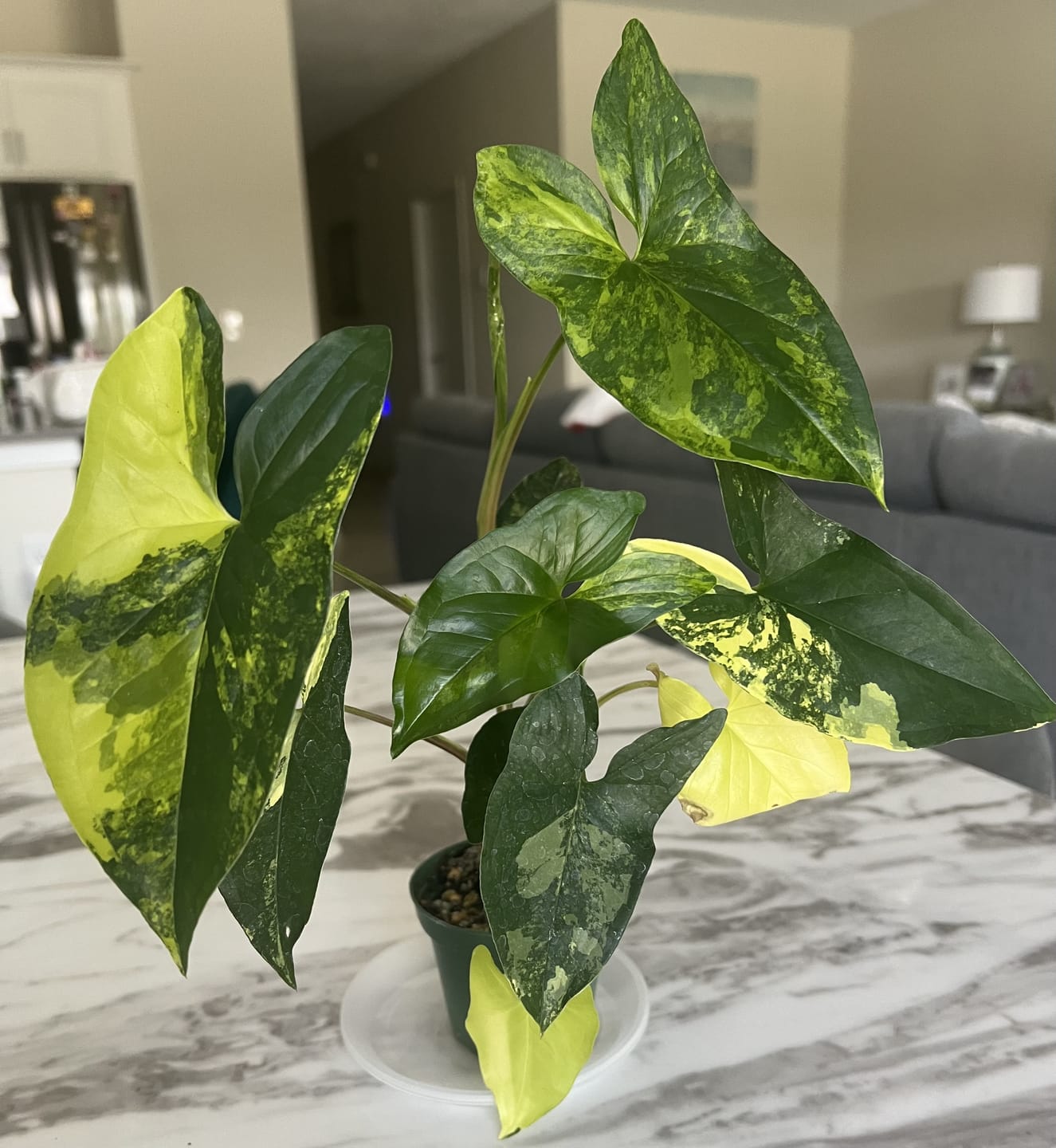Customer photo review of Syngonium podophyllum aurea variegata