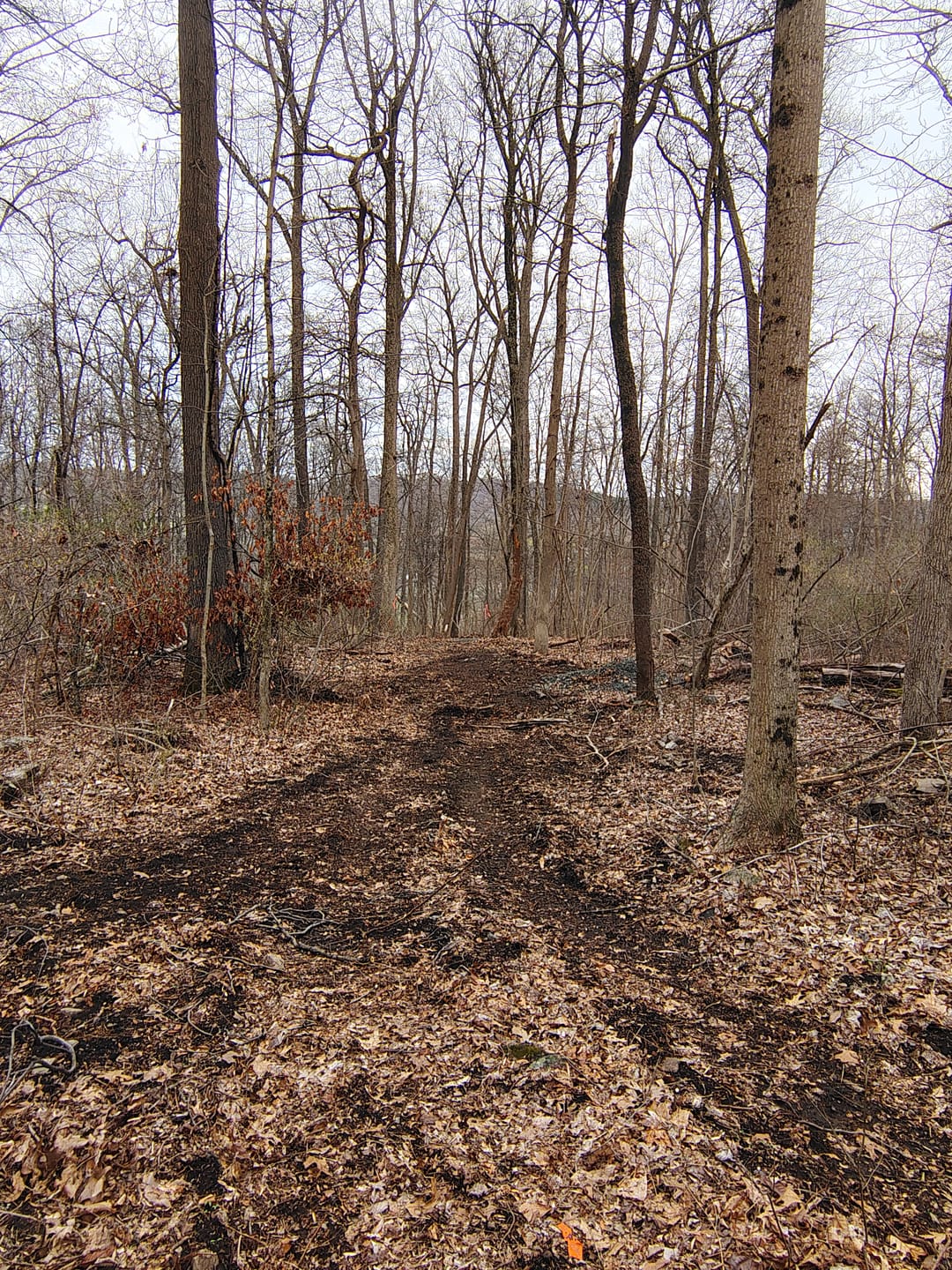 Customer photo review of Timber 'n Trail Seed Mix