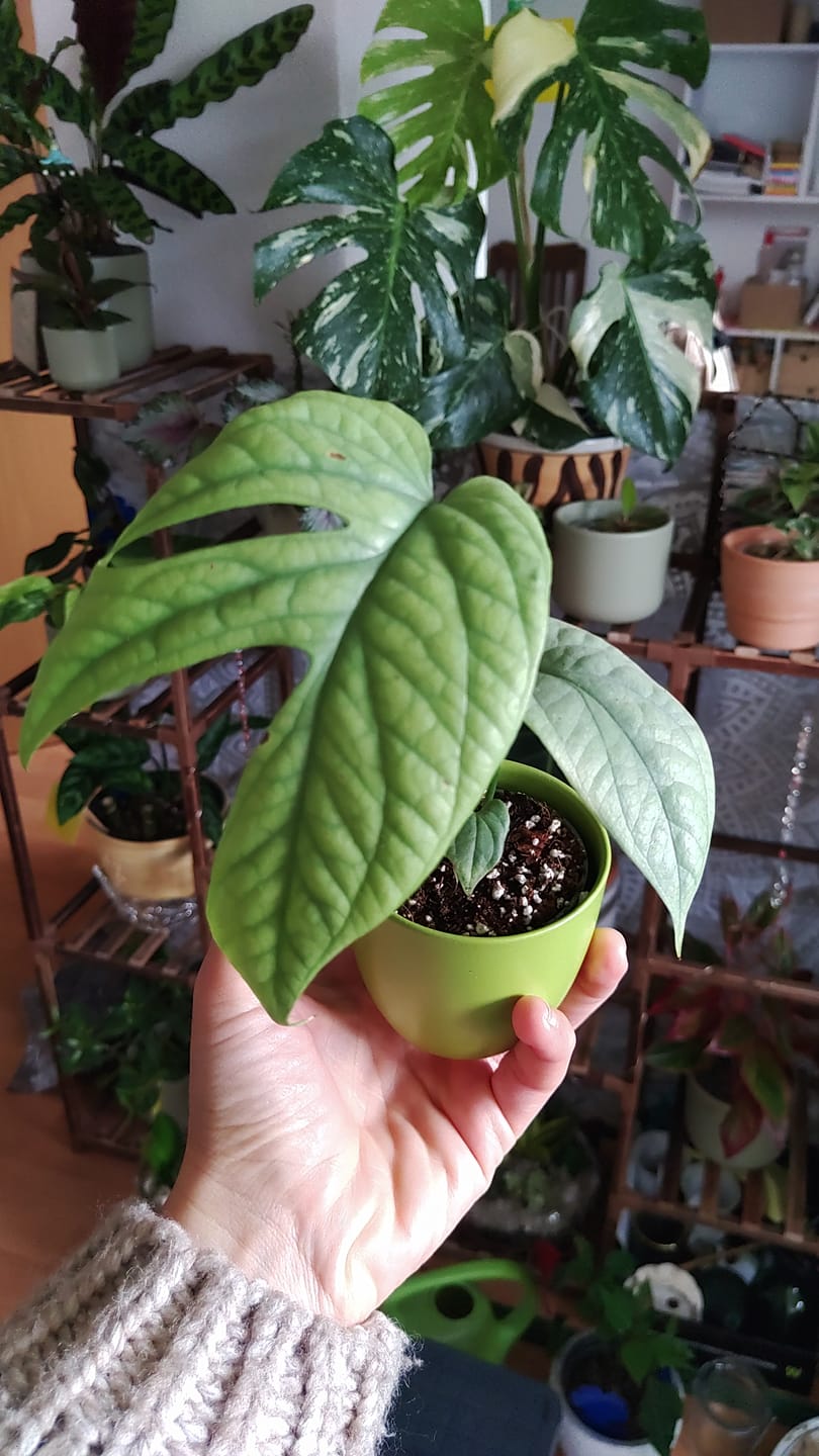 Customer photo review of MONSTERA AMYDRIUM MEDIUM SILVER