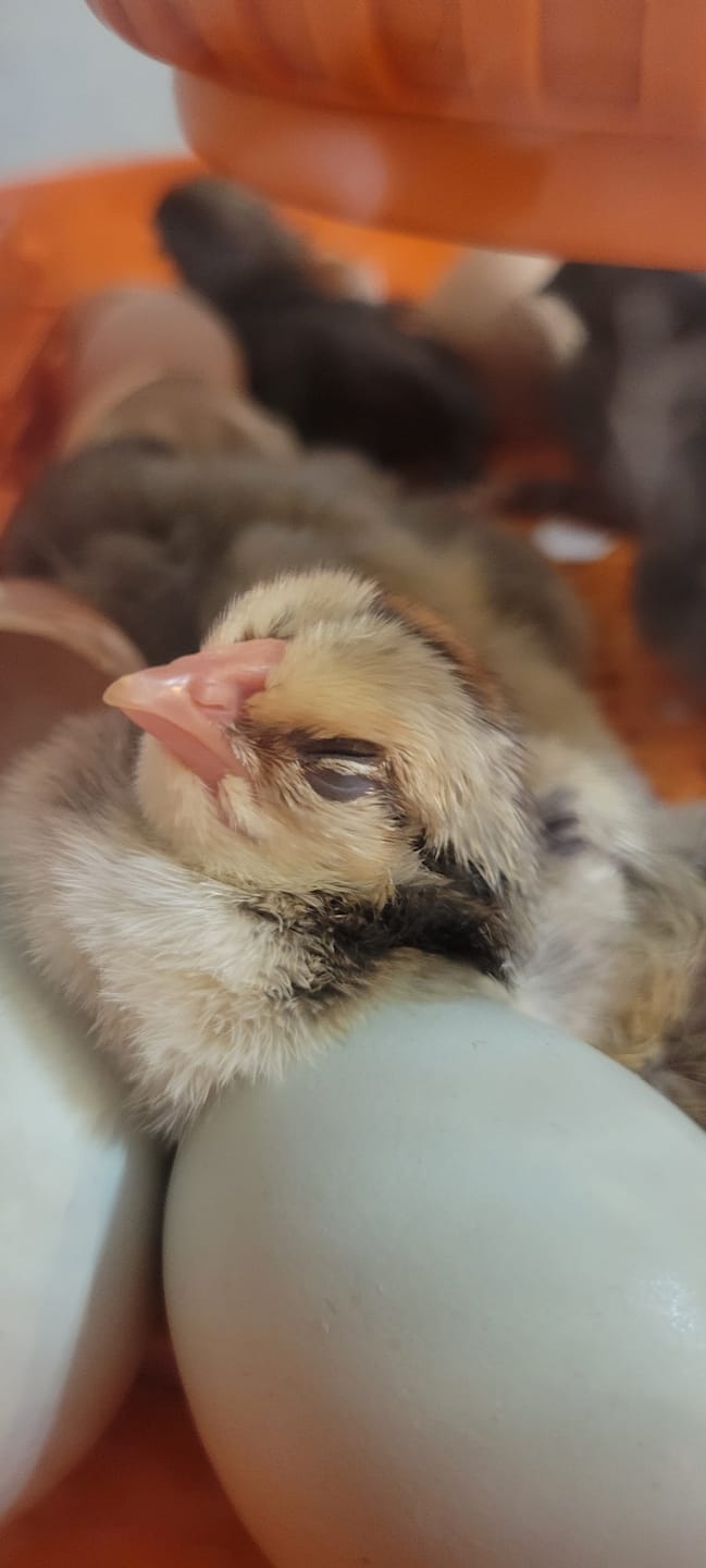 Customer photo review of Egg Incubator -25 Egg Capacity