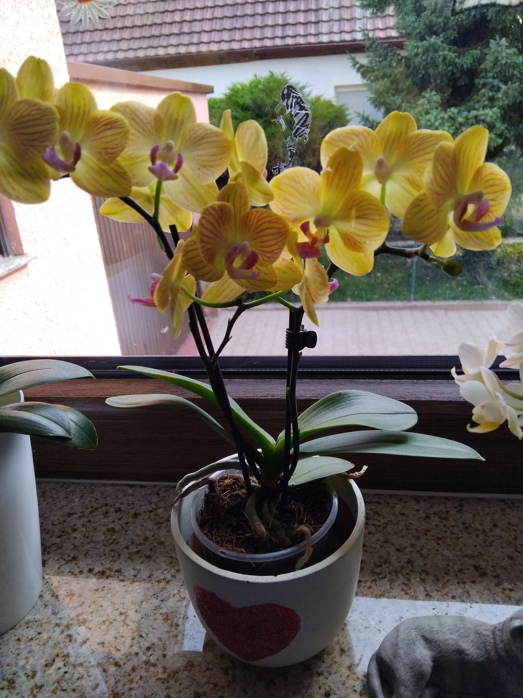 Customer photo review of Bonsaiorchidee Nazare mit weißen Blüten und 4+ Rispen inkl. Keramik