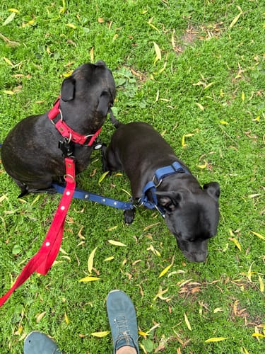 Customer photo review of Multi Guard Leash Rött - Multi-väktarkoppel