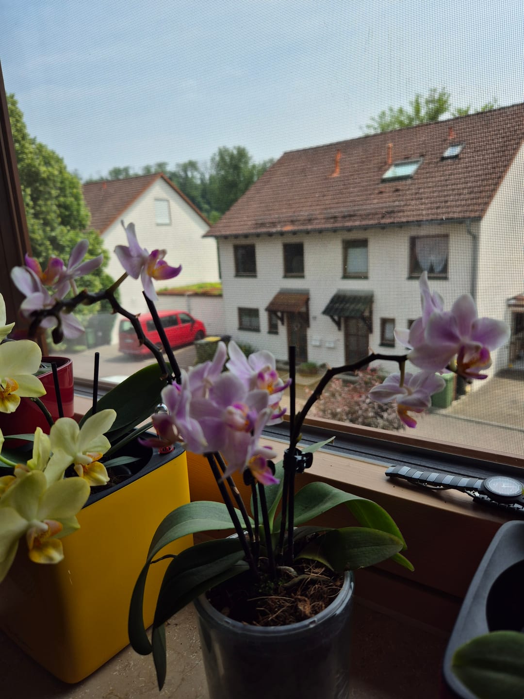 Customer photo review of Table Dance Pia mit hellrosafarbenen Blüten und 3 Rispen