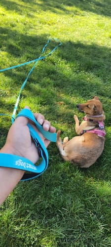Customer photo review of Correa Larga para Perros - Light | 10 mts | Turquoise