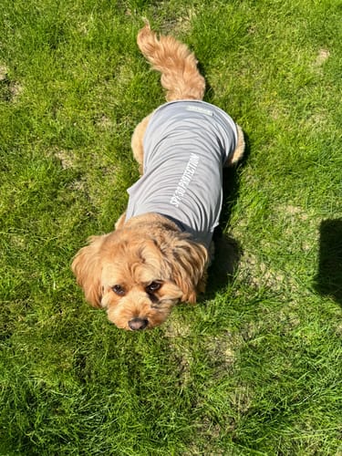 Customer photo review of Sunblock Dog T-Shirt - Grey