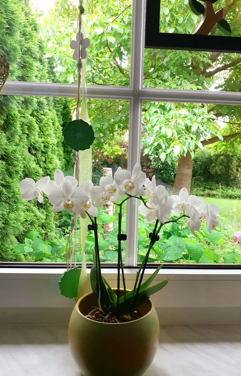 Customer photo review of Table Dance Weiß mit weißen Blüten und 3 Rispen