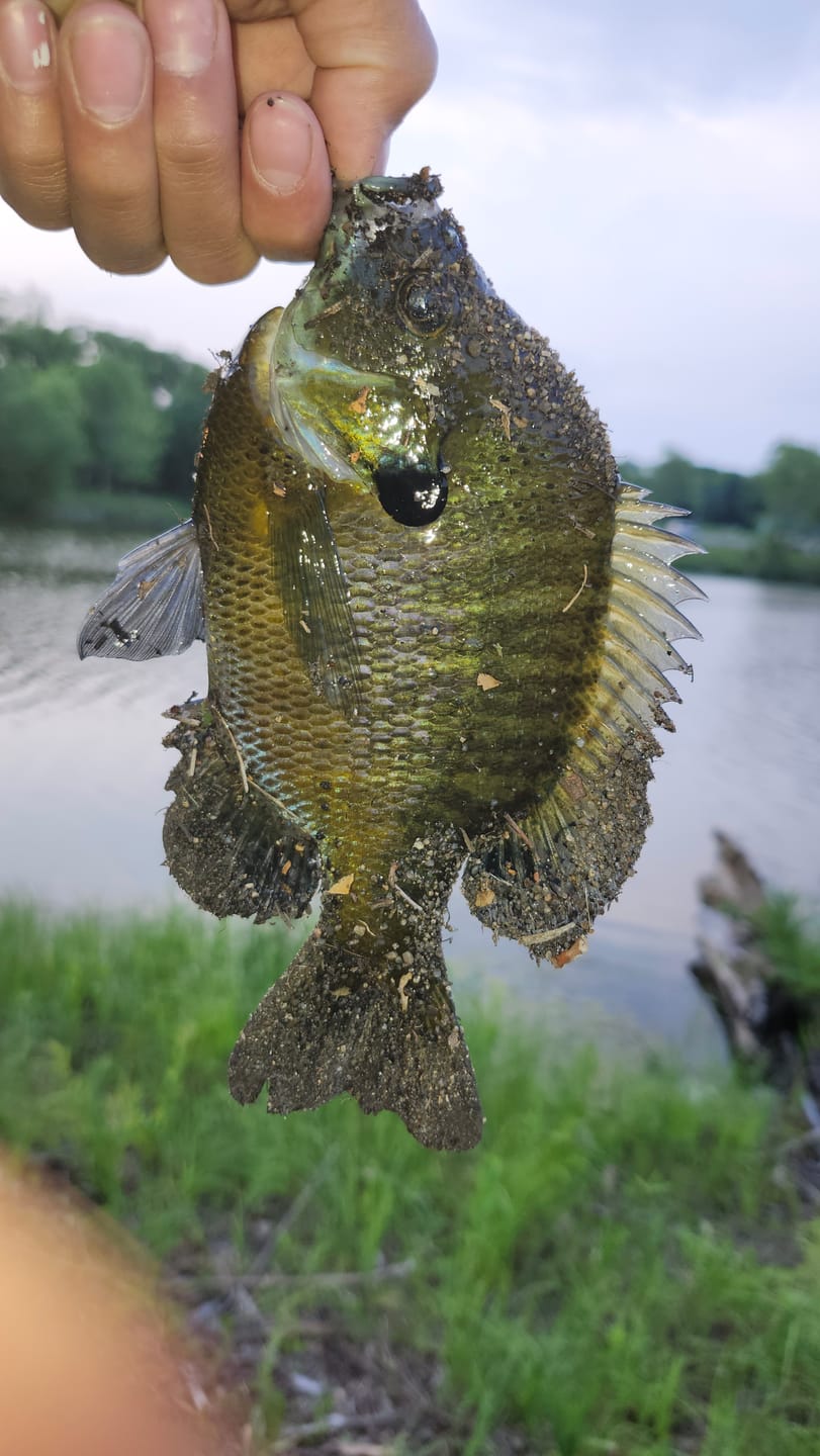 Customer photo review of Joe's Hopper