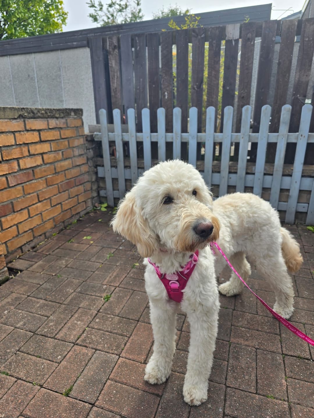 Customer photo review of Tough Trails™ Harness - Walkies Ready® Raspberry Pink