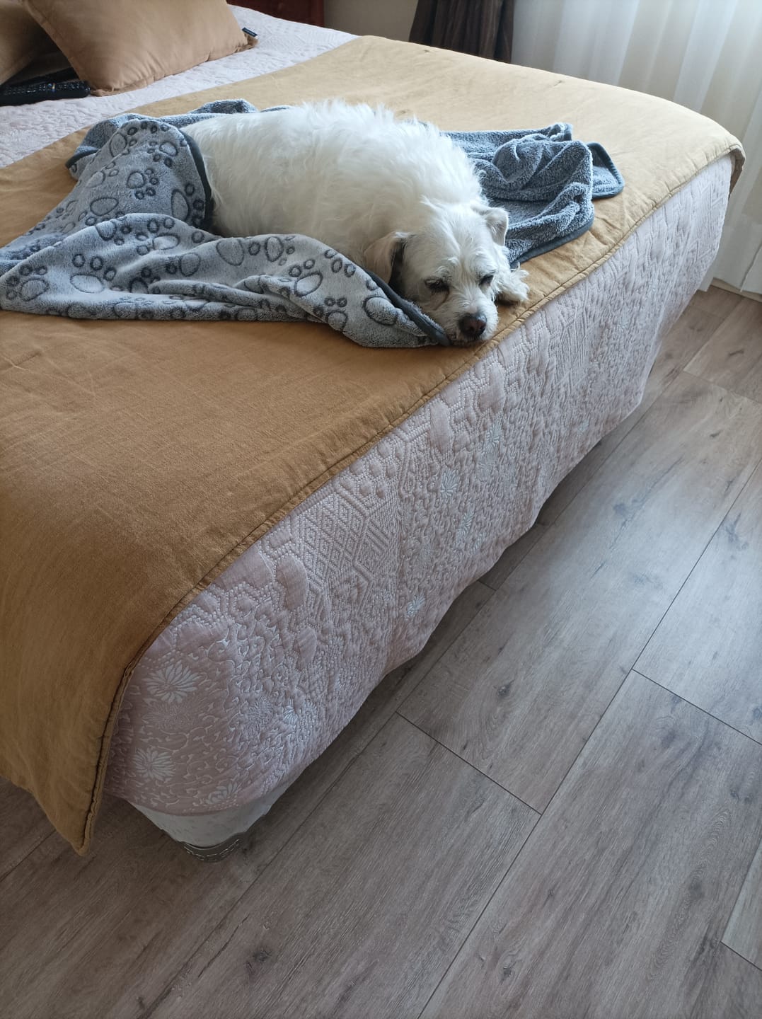 Customer photo review of Manta Suave THE DOGS