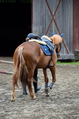 Customer photo review of CELINE - JUMPING SADDLE PAD | NAVY ROSE GOLD