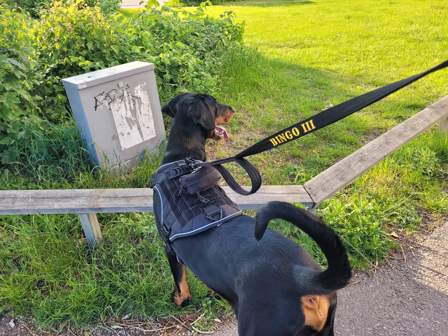 Customer photo review of Hundkoppel med namn