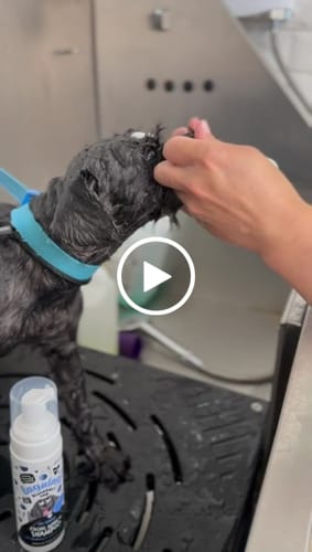 Customer video review of Blueberry Spa™ No Rinse Facial Wash + Shampoo with Blueberry & Colloidal Oatmeal for Dog