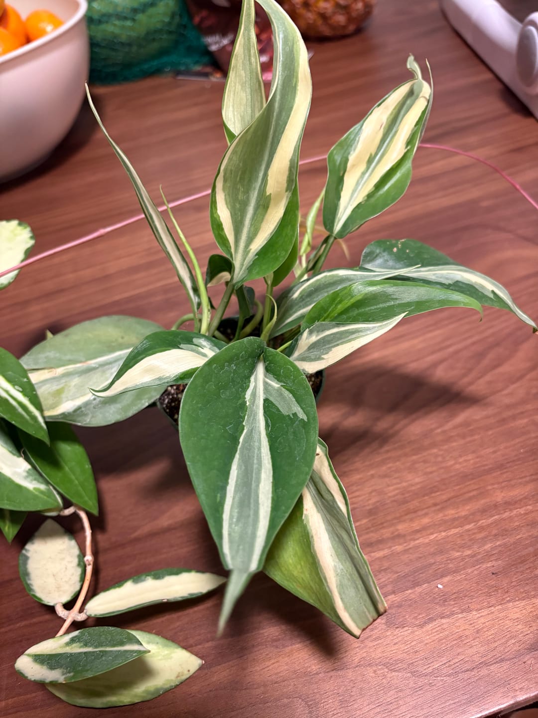 Customer photo review of Philodendron hederaceum 'Rio' - 3"