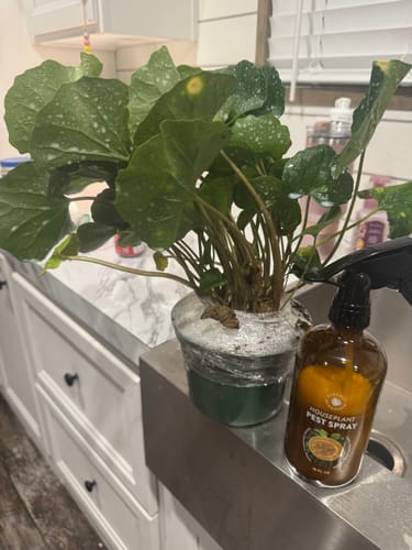 Customer photo review of Houseplant Pest Spray