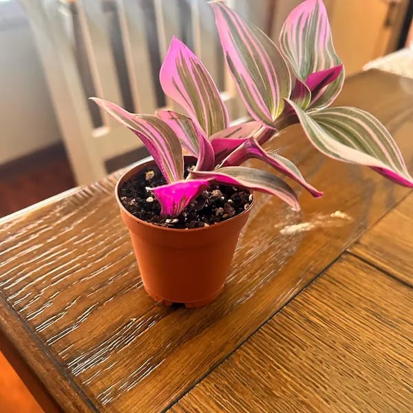 Customer photo review of Rare Tradescantia Nanouk Lilac Plant | Rare Tradescantia Pot | Rare Pink Wandering Jew | Easy care hardy indoor houseplant in a nursery pot