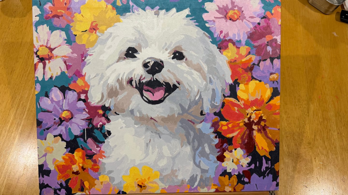Customer photo review of Bichon Frise