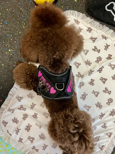 Customer photo review of FunFunPet 高機能ハーネス（お名前タグ作成サービス付き）