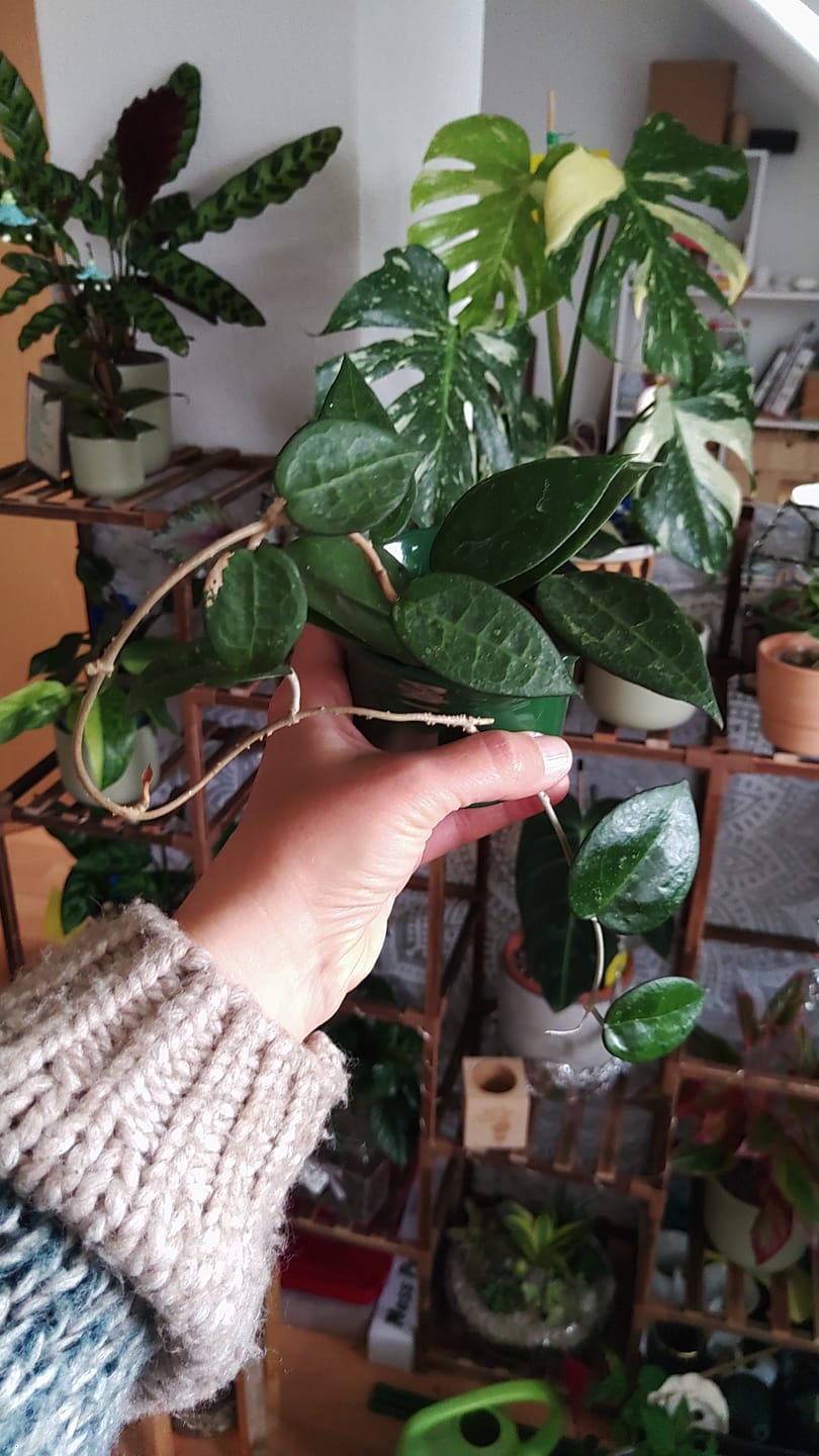Customer photo review of HOYA PARASITICA BLACK EDGE