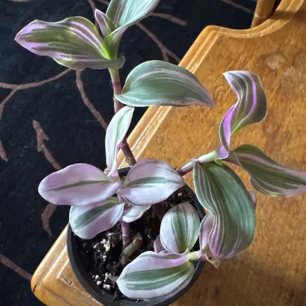 Customer photo review of Rare Tradescantia Nanouk Lilac Plant | Rare Tradescantia Pot | Rare Pink Wandering Jew | Easy care hardy indoor houseplant in a nursery pot
