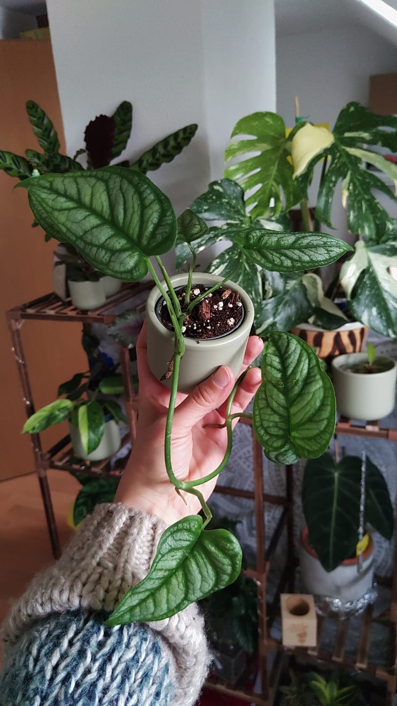 Customer photo review of MONSTERA SILTEPECANA