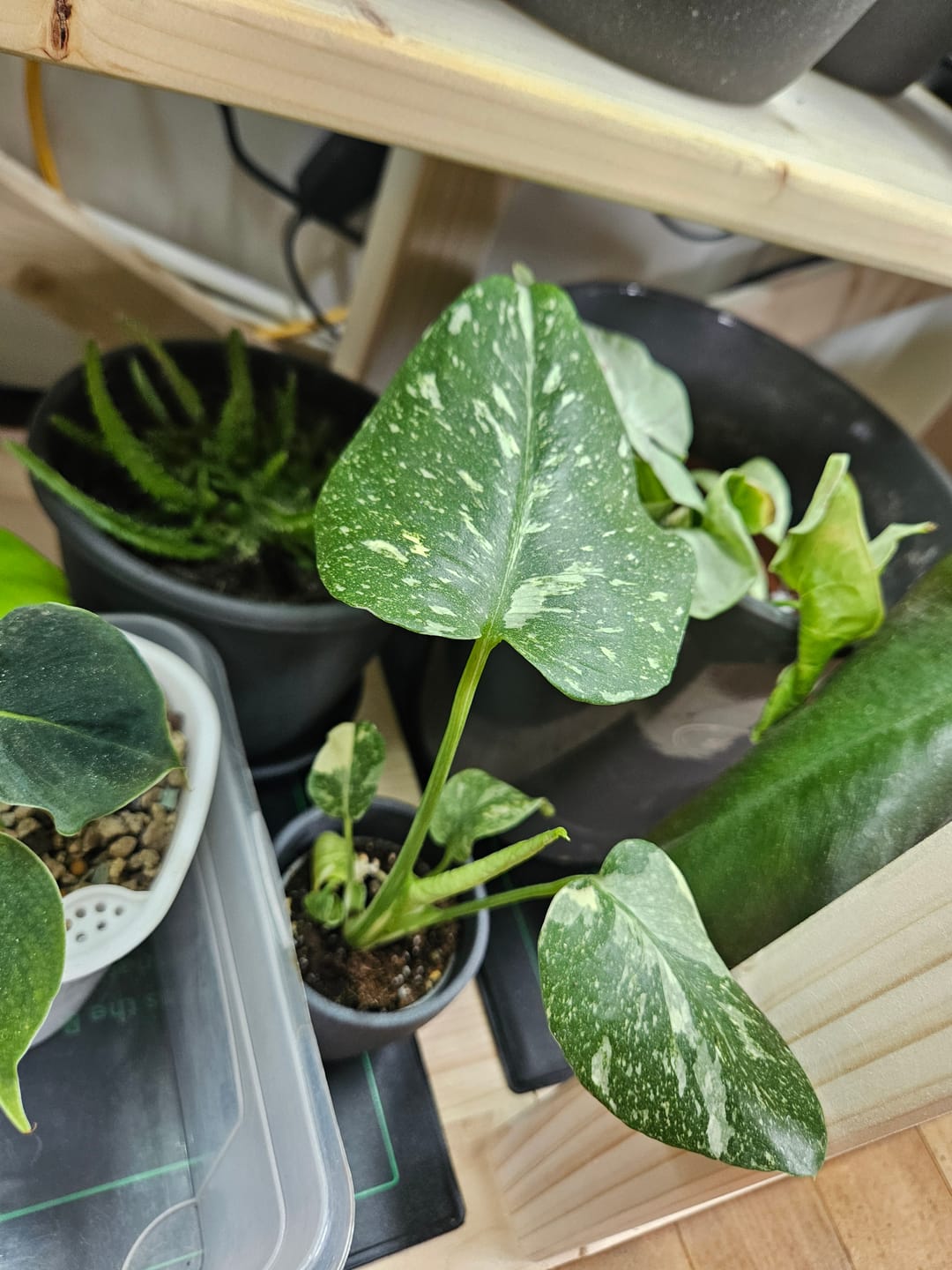 Customer photo review of MONSTERA THAI CONSTELLATION