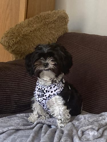 Customer photo review of Adjustable Harness – Perdita
