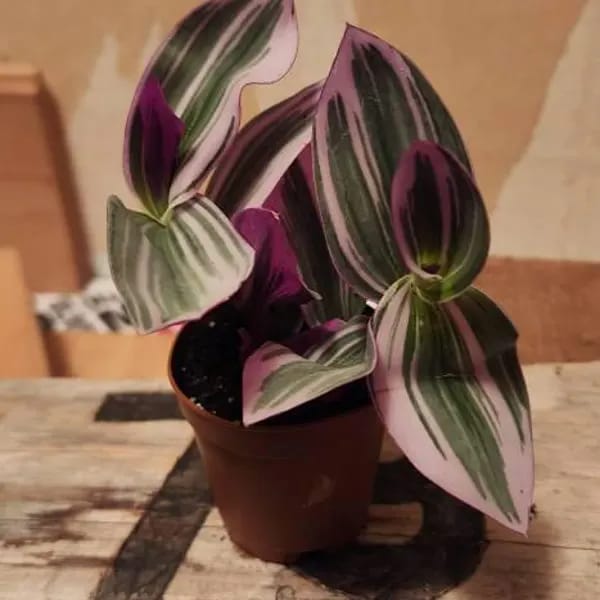 Customer photo review of Rare Tradescantia Nanouk Lilac Plant | Rare Tradescantia Pot | Rare Pink Wandering Jew | Easy care hardy indoor houseplant in a nursery pot