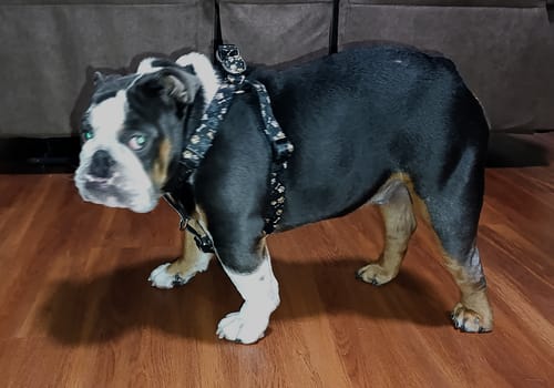 Customer photo review of Pechera: Huellitas