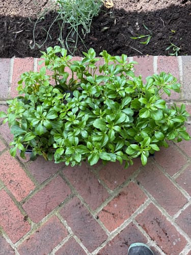 Customer photo review of Pachysandra 50 Count Flat