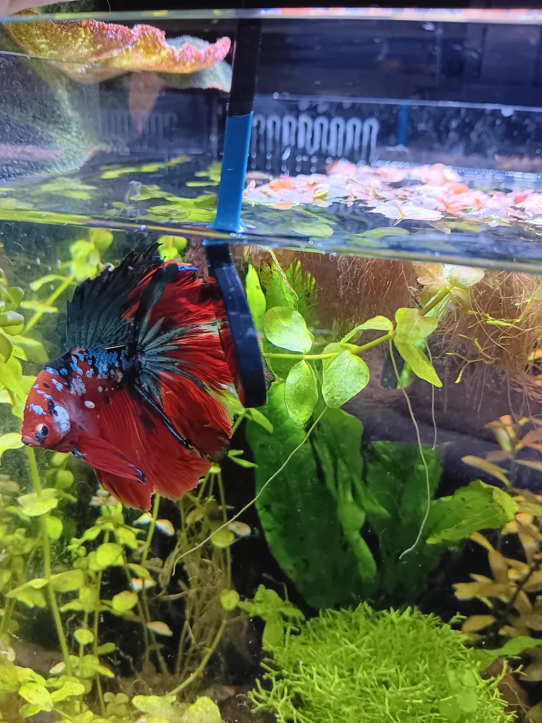 Customer photo review of Plant Package for Halfmoon Betta Fish Tank