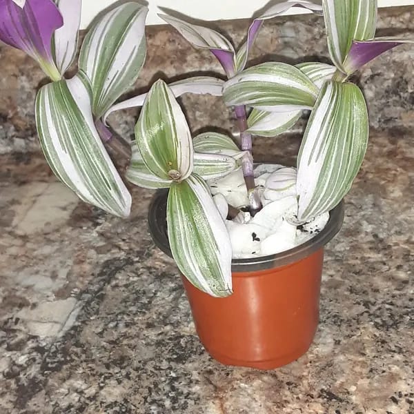 Customer photo review of Rare Tradescantia Nanouk Lilac Plant | Rare Tradescantia Pot | Rare Pink Wandering Jew | Easy care hardy indoor houseplant in a nursery pot