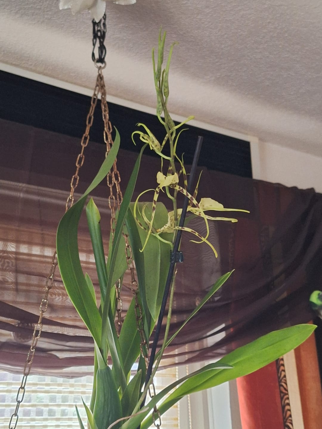 Customer photo review of Spinnenorchidee Brassia Eternal Wind mit 1 Rispen