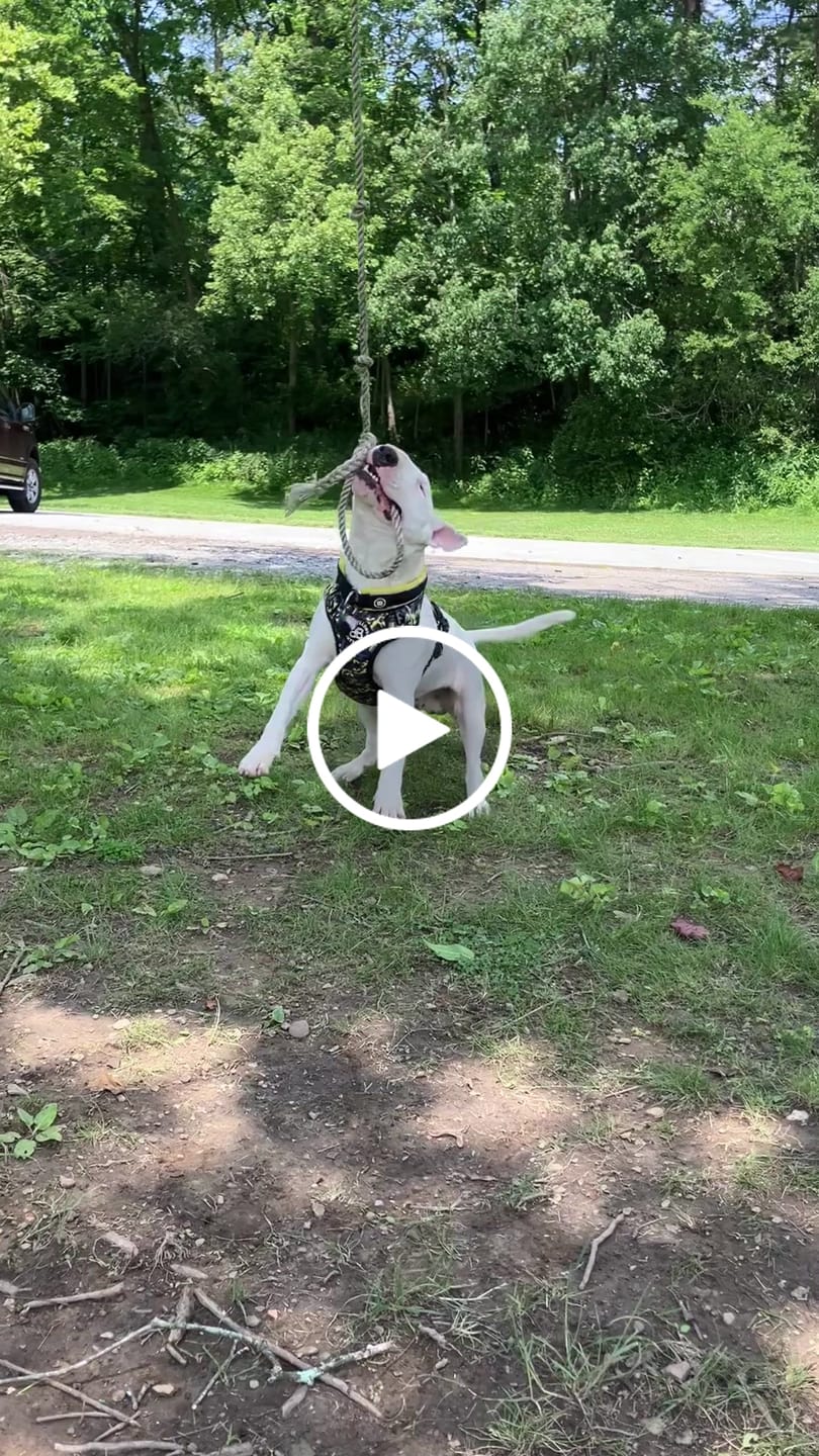 Customer video review of Comfort Premium Harness | Non Restrictive - Lightning
