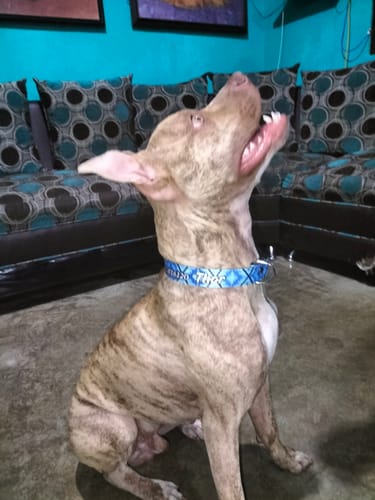 Customer photo review of Collar personalizado para Mascota: Mandala