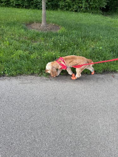 Customer photo review of WagWellies® Mojave Neon Orange