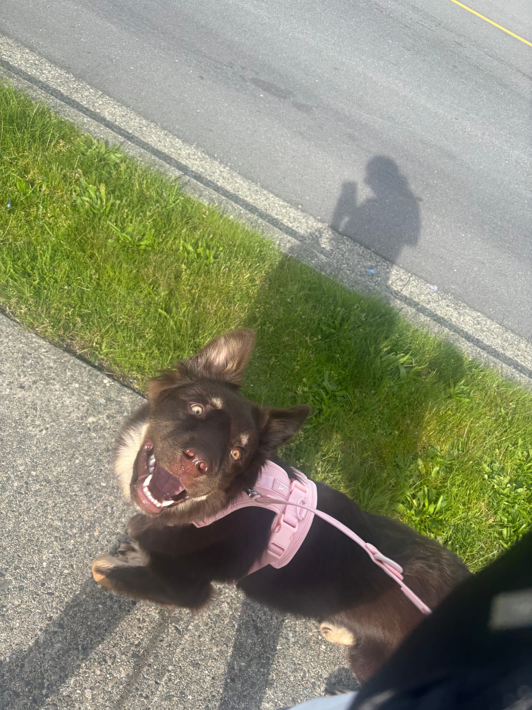 Customer photo review of Solace 6-IN-1 Hands Free Waterproof Leash