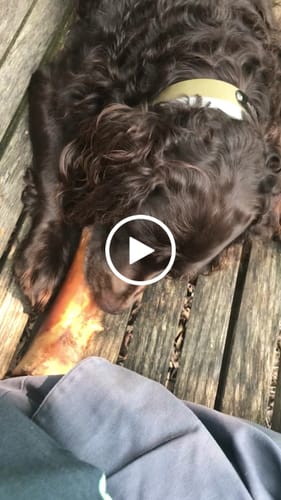 Customer video review of Himalayan Yak Cheese Chew Dog Treat