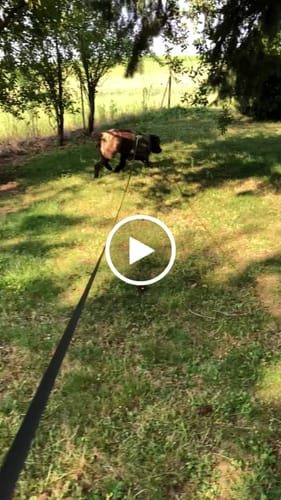 Customer video review of Breatheshield™ Dog Raincoat - Green Brown Tan