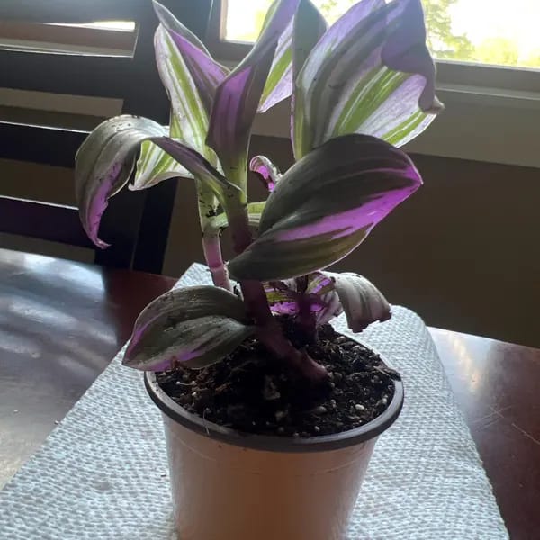 Customer photo review of Rare Tradescantia Nanouk Lilac Plant | Rare Tradescantia Pot | Rare Pink Wandering Jew | Easy care hardy indoor houseplant in a nursery pot