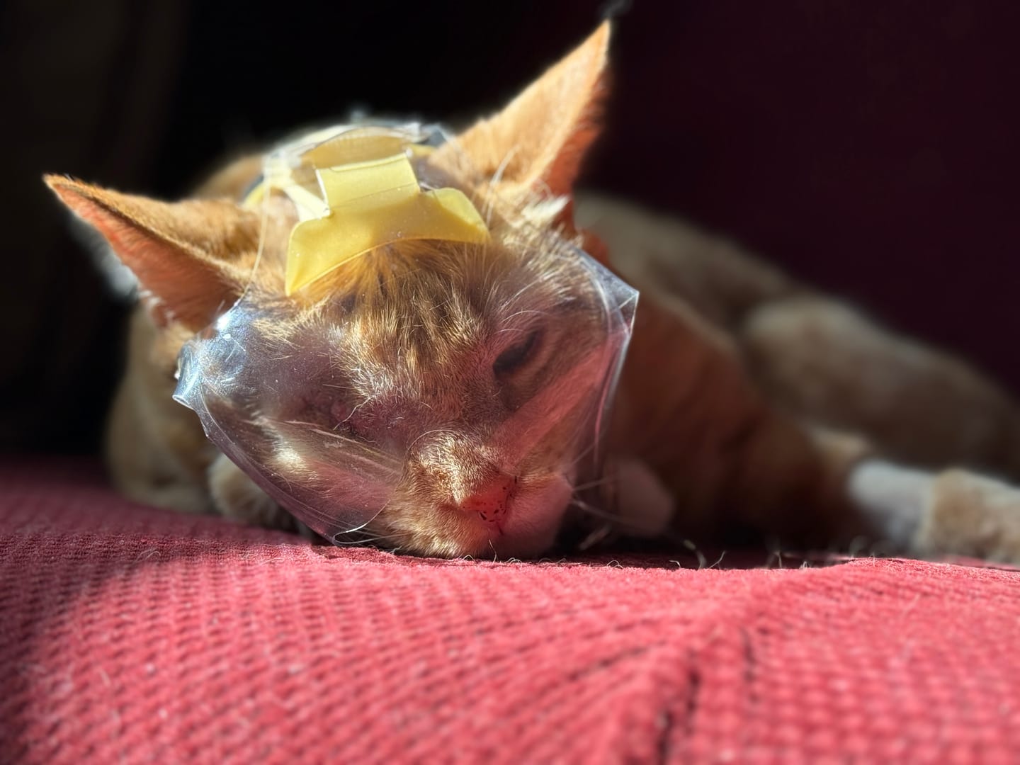 Customer photo review of OptiVizor - Short Snout Version - Clear UV Tint