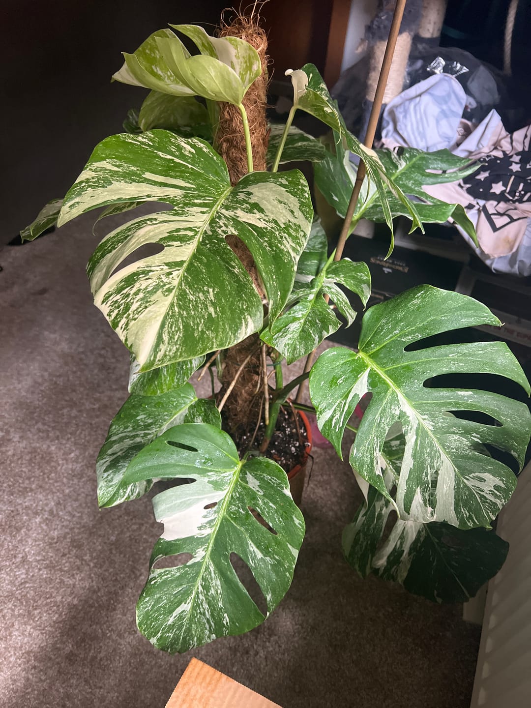 Customer photo review of Monstera Deliciosa Variegata