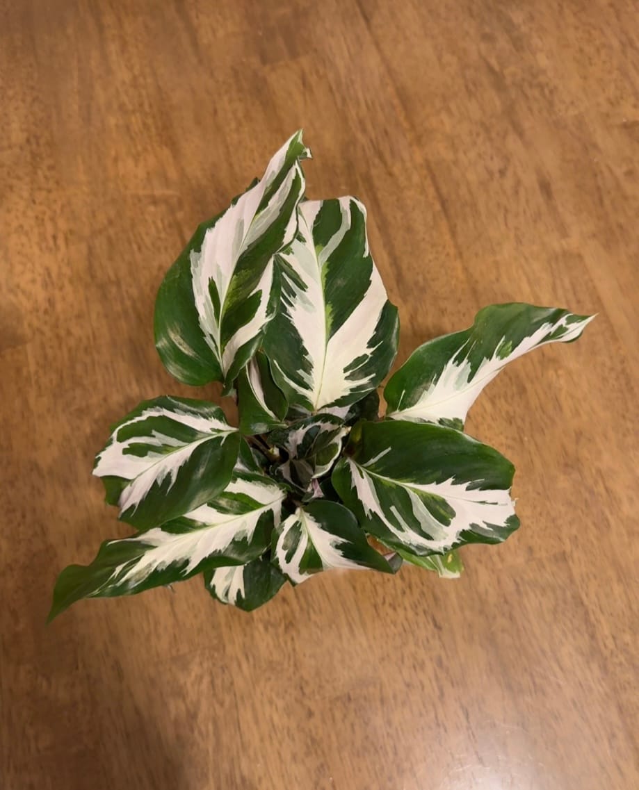 Customer photo review of Calathea 'Stella'
