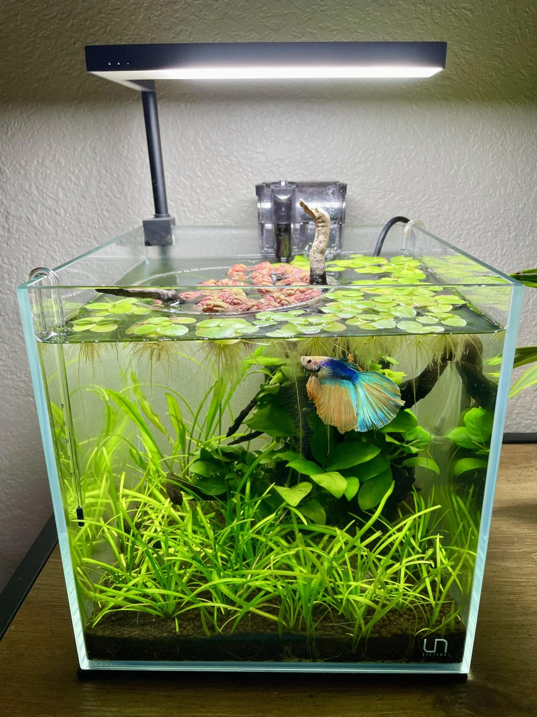 Customer photo review of Plant Package for Halfmoon Betta Fish Tank
