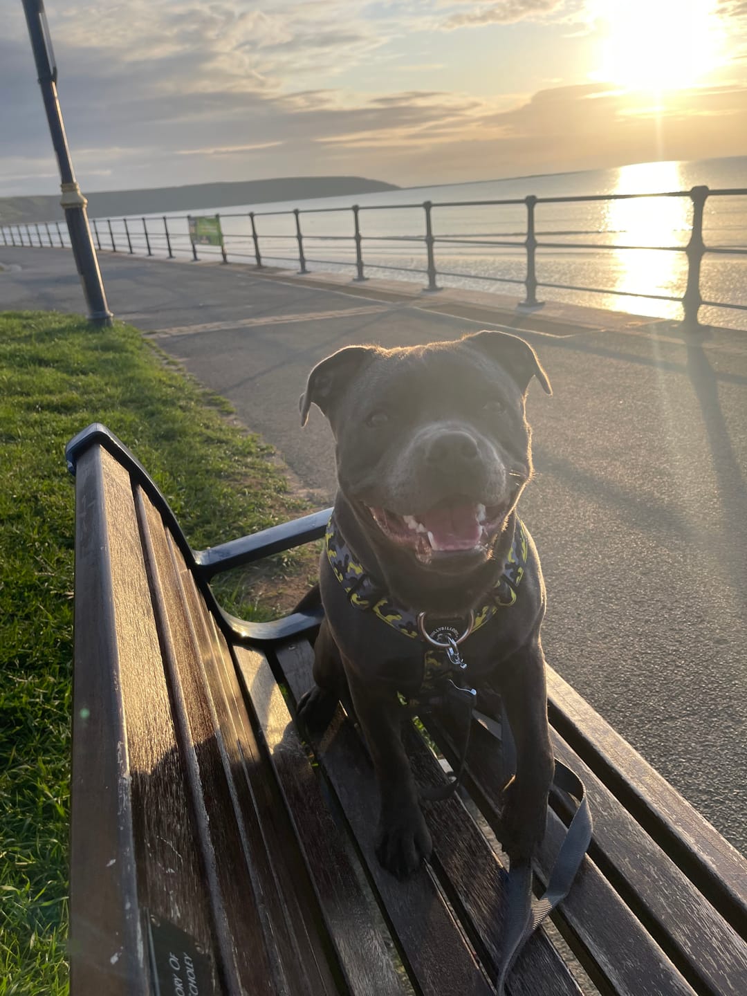 Customer photo review of Training Anti Pull TRI-Harness® | M-XL Breeds - Lightning